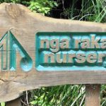 sm-cropped-nga-rakau-translates-to-many-trees